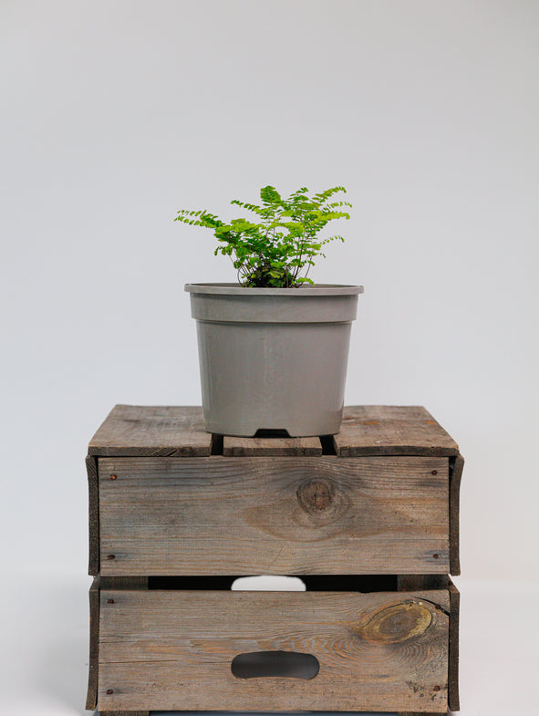 Green fern for shade.